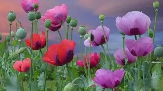 無人機機載高光譜協助公安偵查違法種植罌粟